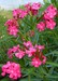 http-almostedenplants-com-shopping-images-full-nerium-20oleander