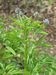 268px-Trigonella_caerulea.jpg