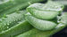aloe-vera-625_625x350_71443086188.jpg