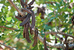 Carob na strome.jpg