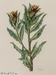 Cnicus_benedictus2.jpg