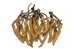 cordyceps-housenice-cinska.jpg