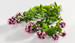 dobromysl-oregano-p-1.jpg