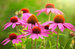 Echinacea-Purpurea.jpg