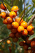 Hippophae_rhamnoides.jpg