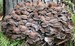 maitake.jpg