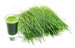 mlady-jecmen1-300x192.jpg