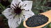 nigella-sativa.jpg
