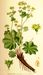 Nordens_flora_Alchemilla_vulgaris.jpg
