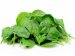 spinach4_C_1351800272.jpg