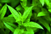 tgl_118_minze_frisch1.jpg