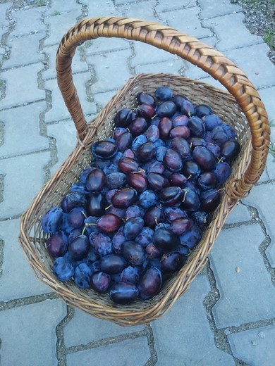 foto - články
